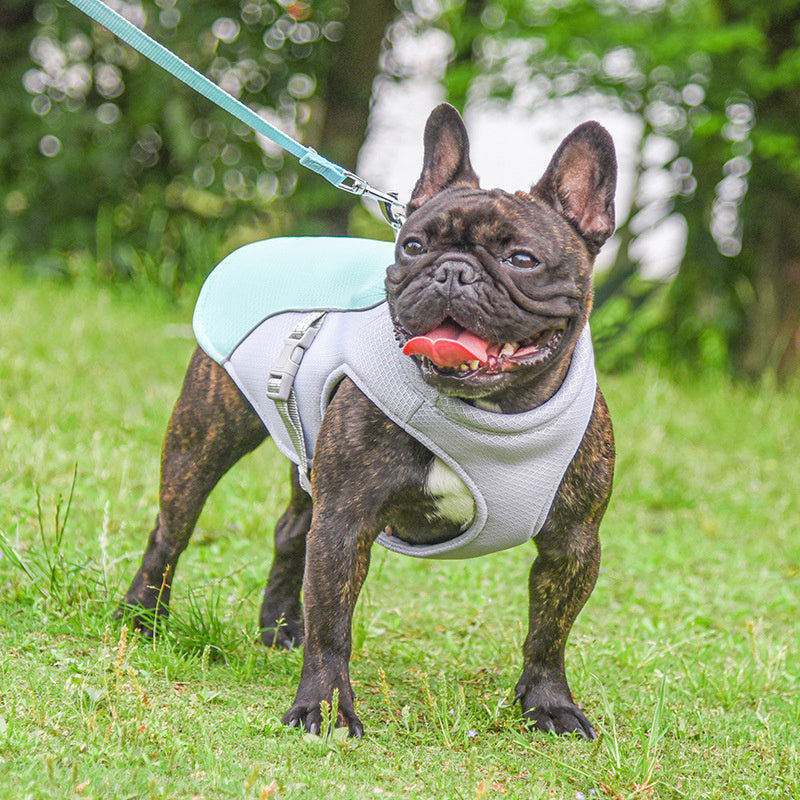 DogVestSeason
